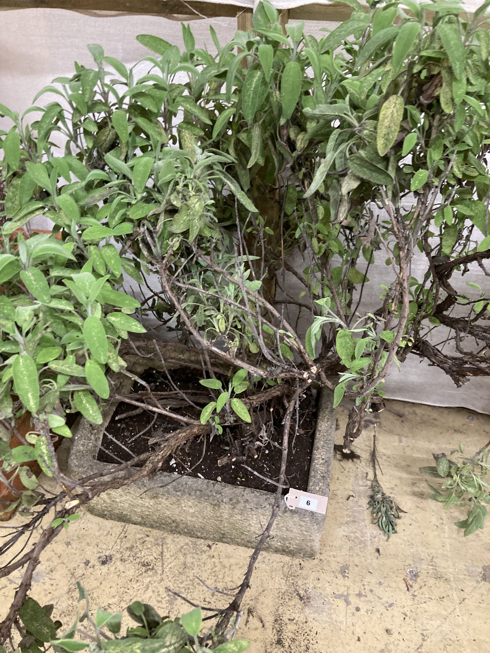 A rectangular reconstituted stone garden planter, width 52cm, depth 37cm, height 17cm and Cistus plant